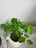 多花薔薇花苗藤本月季大花濃香庭院爬藤植物花卉盆栽陽臺玫瑰四季 自由精神 四季開花 大花 濃香 小苗高度10-15厘米高 營養(yǎng)缽苗 曬單實拍圖