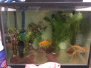 陶粒砂水族箱陶瓷沙水草泥營養(yǎng)能源種植土基肥料魚缸造景底砂黑泥 陶粒2斤 曬單實拍圖
