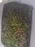 馬齒莧菜新鮮野生馬莧菜長壽菜野菜馬蜂菜五行蔬菜發(fā)應(yīng)季 2000g 曬單實拍圖