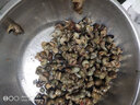 秋爽昊瀚5斤新鮮活湖螺絲肉的泥螺包活的螺螄粉現捕現發(fā)石螺剪尾淡水十斤 3斤 鮮活（清洗干凈） 1500g 曬單實(shí)拍圖