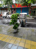 植男植女幸福樹(shù)造型綠寶盆栽真綠植客廳室內(nèi)大型綠植辦公喬遷新居源頭直發(fā) 曬單實(shí)拍圖