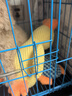 華元寵具（hoopet）狗狗玩具發(fā)聲自嗨解悶毛絨玩偶黃鴨大狗磨牙神器耐咬陪睡消耗體力 曬單實(shí)拍圖