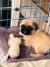 碧影巴哥犬幼犬純種活體寵物狗狗巴哥犬八哥犬幼犬活體幼崽憨厚哈巴狗 寵物級(jí)  普通款 弟弟 曬單實(shí)拍圖