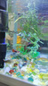 活體寵物熱帶魚(yú)觀(guān)賞魚(yú)草缸孔雀魚(yú)鳳尾魚(yú)繁殖美國全紅巴西紅豹點(diǎn)活體小型魚(yú) 【人氣套餐】純種孔雀3對裝~送糧 曬單實(shí)拍圖