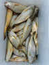 伊酷達（ECOODA）赤隼ERF500帶燈數(shù)顯輪海釣船釣輪近海鼓輪遠投水滴輪防海水漁線輪 赤隼 ERF500【球形把】 左手輪 曬單實拍圖