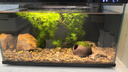 異景園魚缸造景莫斯水草陶罐躲避洞魚蝦躲避屋慈鯛罐水晶蝦窩繁殖罐蝦罐 石頭罐綁莫斯 曬單實(shí)拍圖