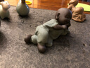 宇軒 紫砂茶寵躺三不和尚小沙彌臥姿小和尚人物手工茶玩精品擺件 躺三不之非禮勿言（綠色） 曬單實(shí)拍圖