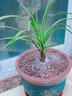 自然老種蘭花苗盆景  春蘭名品【紅心荷】濃香室內(nèi)綠植花卉盆 組培4苗48.88 不含盆 曬單實(shí)拍圖