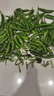 荔口?，F摘自種正宗岳陽(yáng)湘陰小樟樹(shù)港辣椒新鮮蔬菜嫩薄皮卜白青辣椒5斤  樟樹(shù)港小辣椒 2斤 發(fā)順豐【東三西三海南+20】 曬單實(shí)拍圖
