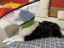 DogLemi狗狗加長(zhǎng)加深伊麗莎白圈大狗罩脖圈金毛阿拉斯加防咬防舔脖圈狗 綠色 XXL碼（中大型蘇牧羅威納犬等） 曬單實(shí)拍圖