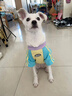 MIKI PAD狗狗衣服小型犬透氣春秋款薄款T恤泰迪比熊雪納瑞貓衣服可牽引 撞色T恤【帶牽引環(huán)】 L胸圍47cm（參考體重8-11斤） 曬單實(shí)拍圖