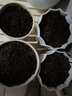御春閣 盆栽球根花卉 花毛莨種球種根 波斯毛茛植物球根花卉當年開(kāi)花 混色10球一組 曬單實(shí)拍圖