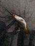 阿盧a62鯽魚漂輕口蘆葦浮漂醒目高靈敏度行程棗核型黑坑魚漂野釣浮標(biāo) LPA62蘆葦本色大紅大綠加大二目 1號一支（約0.65克） 曬單實(shí)拍圖