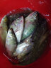 鼎立（DINGLI） 魚(yú)袋網(wǎng)袋膠絲網(wǎng)袋裝魚(yú)網(wǎng)袋漁網(wǎng)兜密眼裝魚(yú)網(wǎng)魚(yú)袋子簍釣魚(yú)捕魚(yú)袋 魚(yú)袋【40cm×40cm】10個(gè) 曬單實(shí)拍圖