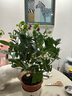虹越（HONGYUE）三角梅盆栽苗花苗 盆景爬藤造景觀(guān)賞彩色花卉植物 綠葉安格斯 170#（帶盆栽好） 曬單實(shí)拍圖
