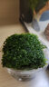 森淵（SENYUAN）魚(yú)缸沉木造景莫斯水草散裝莫絲陰性活體植物火焰大三角鹿角苔垂淚 珊瑚莫斯5*5一片 曬單實(shí)拍圖