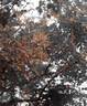 SAMYANG 三洋三陽(yáng) AF 50mm F1.4 FE 全畫幅自動(dòng)對(duì)焦二代大光圈人像定焦鏡頭 AF 50mm F1.4  FE 一代 官方標(biāo)配 曬單實(shí)拍圖