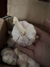 大蒜頭干大蒜金鄉(xiāng)蒜頭新大蒜新蒜 3斤 精選特大果 曬單實(shí)拍圖