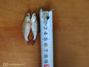 水財神剛果美人魚(yú)水族寵物觀(guān)賞魚(yú)可混養彩色群游魚(yú)小型可混養熱帶魚(yú)活體 剛果美人5-7cm1條 魚(yú) 曬單實(shí)拍圖