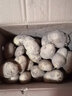 舞荷果新鮮土豆批發(fā)3-10斤2023新土豆黃皮馬鈴薯洋芋新鮮蔬菜 早上挖 下午發(fā) 9-10斤帶箱大果商級 曬單實(shí)拍圖