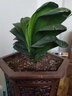 亞招 精品盆栽綠植室內圓頭和尚君子蘭苗 觀(guān)葉植物5年苗桌面辦公桌 7-10片葉紅太陽(yáng) 不含盆 曬單實(shí)拍圖