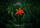 索尼/Sony A7 A7M3 A7R4 A7M2 A7R3 A7M4 全畫幅二手微單 4K直播相機(jī) 索尼A7R2+24-70f4 套機(jī) 95成新 曬單實(shí)拍圖