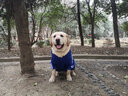 小不點(diǎn)狗狗衣服FBI 大狗衣服秋冬裝 中大型犬寵物服裝金毛薩摩拉布拉多 FBI加厚款-藍(lán)色 XL-胸圍100 背長(zhǎng)70（適合55-70斤中大） 曬單實(shí)拍圖
