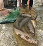 挺派（TINGPAI）碳素拋線(xiàn)打窩器一體式臺釣魚(yú)打窩器桿遠投玉米青魚(yú)大物打線(xiàn)器 拋線(xiàn)打窩器 一套倆用 曬單實(shí)拍圖