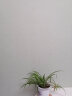 乐图（LETU）英国乐图(LETU)墙纸壁纸/墙布胶水 基膜绿色环保天然植物湿胶辅料 墙布胶+基膜 实拍图