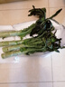 儲褚【有機】萵筍 云南青皮紫葉香萵苣 時令新鮮蔬菜涮火鍋食材 6斤【精選有機萵筍家庭裝】 曬單實拍圖