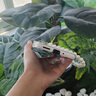 純彩 適用摩托羅拉moto razr40手機殼折疊屏保護套親膚超薄防摔連體斜挎手提式時尚皮紋硬殼 【玉石白】 曬單實拍圖