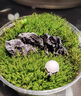 iosn苔蘚微景觀(guān)青苔植物鮮活白發(fā)蘚創(chuàng  )意小盆栽雨林缸diy盆景假山裝飾 風(fēng)干（雙層）一盒 曬單實(shí)拍圖