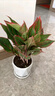 嘆為觀(guān)止綠蘿盆栽梔子花卉財樹(shù)大號白紅掌文竹常春藤凈化空氣常春藤萬(wàn)年青 大號白掌+大號紅掌【加侖盆】+肥料2包 含盆 曬單實(shí)拍圖