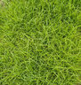 進(jìn)口草坪種子草籽矮生四季青免修剪園林綠化覆綠護坡耐寒草皮種子 【耐熱耐旱】狗牙根原種1斤 曬單實(shí)拍圖