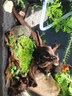 森淵（SENYUAN）魚(yú)缸水草自養水下葉迷你矮珍珠套餐魚(yú)缸造景前景草皮草坪 爬地矮珍珠5*7CM 3份(免種) 無(wú)需二氧化碳 曬單實(shí)拍圖