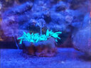 漁次郎智能定時魚缸燈防水照明led燈七彩變色水族箱龍魚專用燈管可調(diào)光 智能APP+遙控  【長93cm-18瓦】 曬單實拍圖