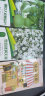 花沃里大亚腰葫芦种子10粒 花卉种子草籽家庭盆栽阳台办公庭院花坛种植 实拍图
