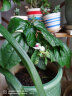 花竹戀杜鵑花盆栽花卉綠植辦公室紅掌室內(nèi)盆栽盆景大型綠植 梔子花 含盆栽好發(fā)貨 曬單實拍圖