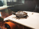 寸金（INCH-GOLD） 小龟粮 40g 乌龟 巴西龟猪鼻龟  水龟/半水龟饲料 上浮型 实拍图