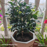 花行榜茶花盆栽五色赤丹花卉植物香妃樹(shù)苗 紅赤丹70-80cm高 源頭直發(fā) 曬單實(shí)拍圖