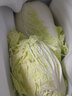 千朵云山東新鮮露天大白菜 農(nóng)家自種東北白菜當(dāng)季黃心鮮嫩華菜整箱蔬菜 約5斤 曬單實(shí)拍圖