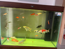 吉品鴻錦鯉魚飼料1000克高蛋白3-4mm魚糧魚食金魚冷水魚池塘觀賞魚用品 錦鯉日常主食1000克 曬單實拍圖