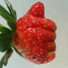 谷寶農(nóng)匠生態(tài)蔬菜嘗鮮套餐 新鮮蔬菜現(xiàn)摘蔬菜順豐空運(yùn)5-9種 單次（1次） 5-7種（約5斤重） 曬單實(shí)拍圖