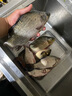久巖淺水漂短漂醒目高靈敏加粗尾輕口鯽鯉魚納米浮漂春釣短小魚漂 PF10淺水輕猾口小物(鉛0.9-1.5g) 三支一套（更劃算，可自選型號） 曬單實(shí)拍圖