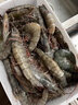 道樓鮮閣 青島大蝦新鮮活基圍蝦冷凍白蝦類(lèi)海蝦對蝦超大海鮮水產(chǎn)生鮮 1500g 4050 曬單實(shí)拍圖