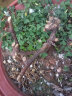 玫瑰月季花苗老桩特大植物室内外盆栽阳台四季开花卉不断好养易活 精选老桩混色5颗装 实拍图