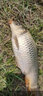 佐崎精工（Sasaki Seiko） 魚竿狂飛斬傳統(tǒng)釣魚竿長節(jié)炮竿碳素超輕超硬輕湖庫打窩竿 15m +前兩節(jié)+竿包 曬單實(shí)拍圖