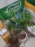想開小葉紫檀盆景樹樁植物老樁盆栽客廳桌面室內(nèi)綠植好養(yǎng)樹苗四季常青 老樁多桿小葉紫檀簡裝（不含盆） 帶盆栽好 曬單實拍圖
