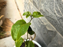 欽蜜9號(hào)百香果苗廣西純甜黃金樹(shù)苗庭院盆栽種植當(dāng)年結(jié)果帶土四季 5顆欽蜜黃金百香果（純甜無(wú)酸） 30-40cm 曬單實(shí)拍圖