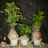 聽(tīng)雪樓正宗清香胡椒木盆栽綠植物室內外花卉樹(shù)苗老樁盆景九里香 九里香+茉莉花+梔子花+吸水盆 曬單實(shí)拍圖